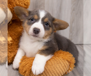 Pembroke Welsh Corgi Puppy for sale in DONNELLSON, IA, USA