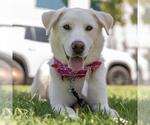 Small #8 Labrador Retriever Mix
