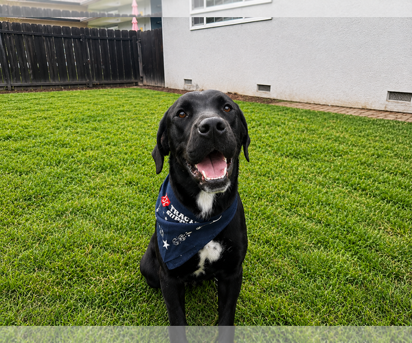 Medium Photo #2 Labrador Retriever-Unknown Mix Puppy For Sale in Clovis, CA, USA