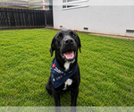 Small #1 Labrador Retriever Mix