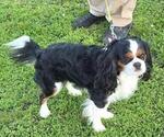 Small Photo #1 Cavalier King Charles Spaniel Puppy For Sale in COARSEGOLD, CA, USA