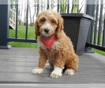 Small #2 Cockapoo