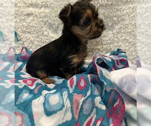 Yorkshire Terrier Puppy for sale in TALALA, OK, USA