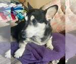 Small #5 Mutt