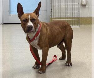 American Staffordshire Terrier-Unknown Mix Dogs for adoption in Grand Prairie, TX, USA