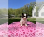 Small #3 Pomsky