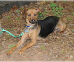 Small #1 Feist Terrier Mix