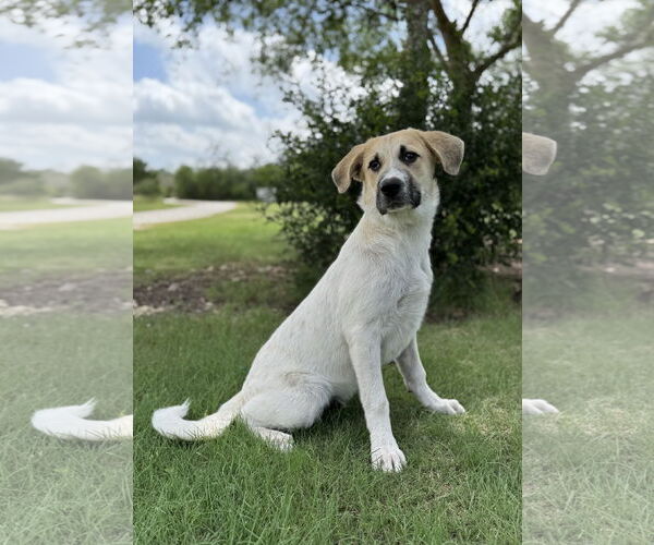 Medium Photo #2 Anatolian Shepherd-Retriever  Mix Puppy For Sale in PIPE CREEK, TX, USA
