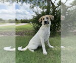 Small #1 Anatolian Shepherd-Retriever  Mix