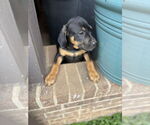 Small Photo #8 Boxer-Unknown Mix Puppy For Sale in Mooresville, NC, USA