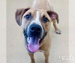 Small #2 Labrador Retriever Mix