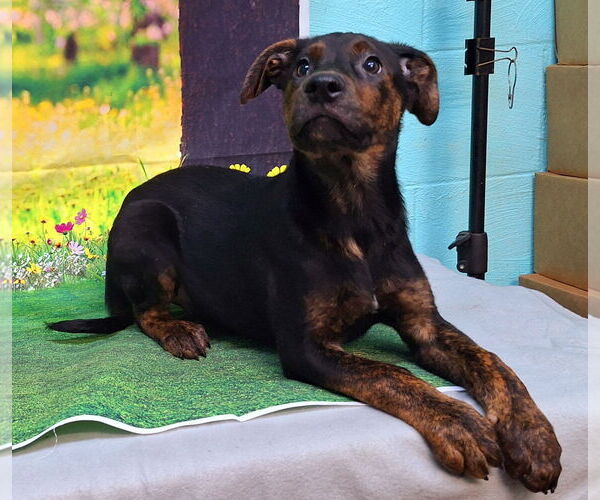 Medium Photo #1 Labrador Retriever-Unknown Mix Puppy For Sale in Wetumpka, AL, USA