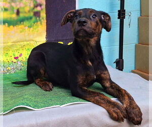Labrador Retriever-Unknown Mix Dogs for adoption in Wetumpka, AL, USA