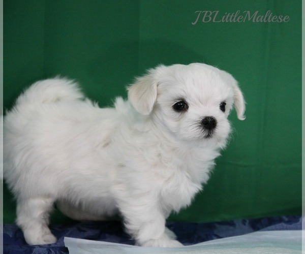 Medium Photo #4 Maltese Puppy For Sale in Kakabeka Falls, Ontario, Canada