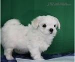 Small Photo #4 Maltese Puppy For Sale in Kakabeka Falls, Ontario, Canada