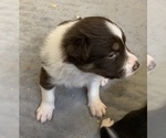 Small Photo #3 Border Collie Puppy For Sale in MADILL, OK, USA