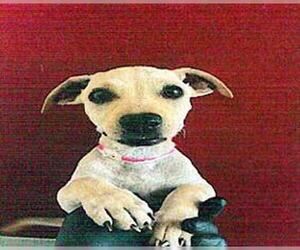 Labrador Retriever-Unknown Mix Dogs for adoption in San Martin, CA, USA
