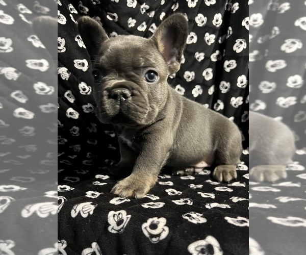 Medium Photo #11 French Bulldog Puppy For Sale in CLIFTON, NJ, USA