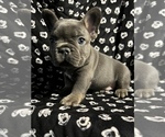 Small Photo #11 French Bulldog Puppy For Sale in CLIFTON, NJ, USA