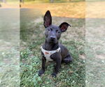 Small American Pit Bull Terrier-Labrador Retriever Mix