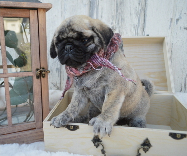 Medium Photo #3 Pug Puppy For Sale in HONEY BROOK, PA, USA