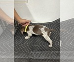 Puppy Puppy 5 German Shorthaired Pointer