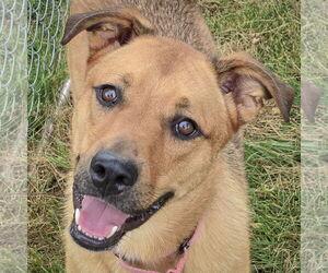 Shepradors Dogs for adoption in Huntley, IL, USA