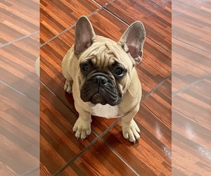 French Bulldog Puppy for sale in HAINES CITY, FL, USA