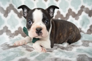 Boston Terrier Puppy for sale in HONEY BROOK, PA, USA