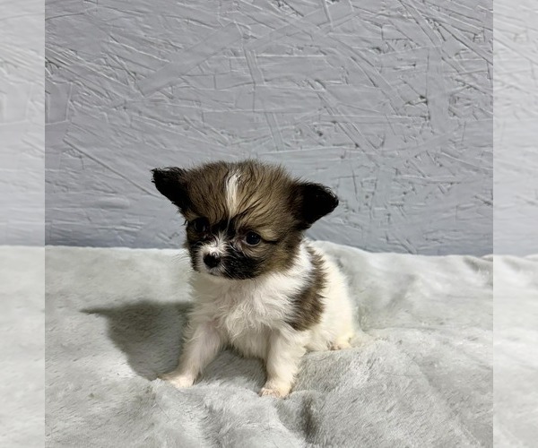 Medium Photo #6 Papillon Puppy For Sale in BELTON, MO, USA