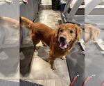 Small #5 Golden Retriever Mix