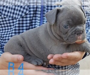 French Bulldog Puppy for sale in BRIDGEPORT, CT, USA
