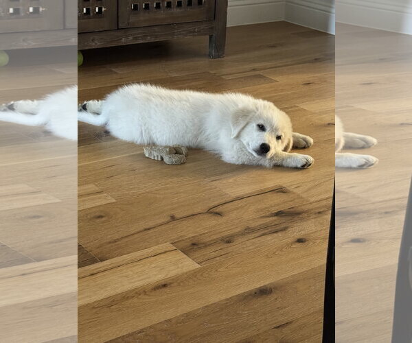 Medium Photo #5 Great Pyrenees Puppy For Sale in Dallas, TX, USA