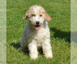 Poodle (Standard) Puppy for Sale in SHIPPENSBURG, Pennsylvania USA