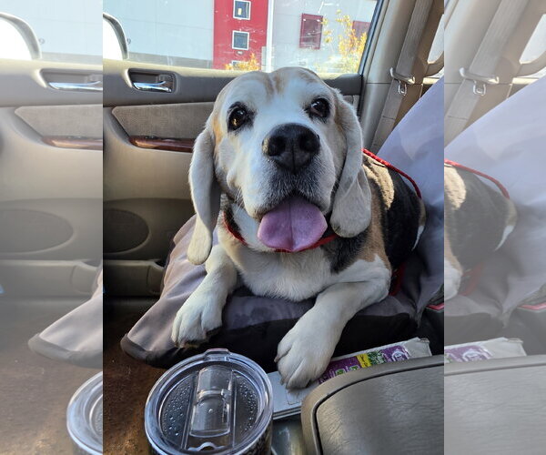 Medium Photo #5 Beagle Puppy For Sale in Las Vegas, NV, USA