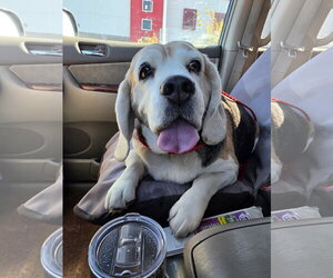 Turbo - Male Beagle Dog for Adoption - Photo #5