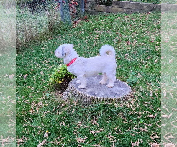 Medium Photo #6 Havanese Puppy For Sale in St. Louis Park, MN, USA