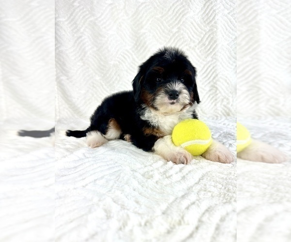 Medium Photo #5 Cock-A-Poo Puppy For Sale in GREENFIELD, IN, USA