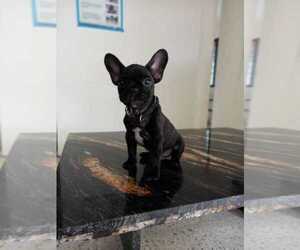French Bulldog Puppy for sale in SOMERSWORTH, NH, USA