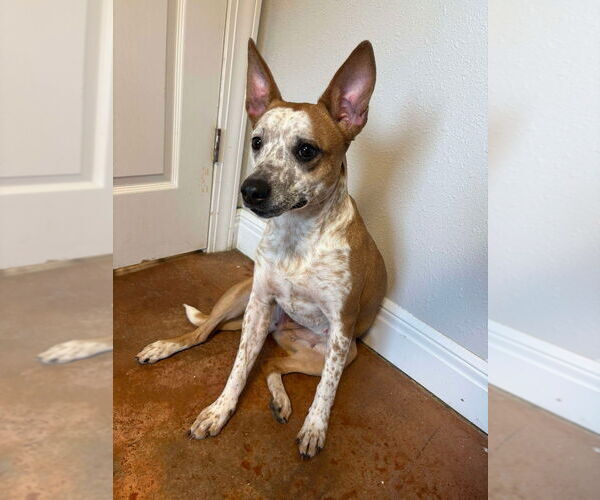 Medium Photo #5 Mutt Puppy For Sale in Bolivar, MO, USA