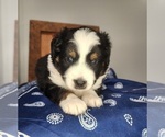 Puppy Puppy 1 Miniature Australian Shepherd