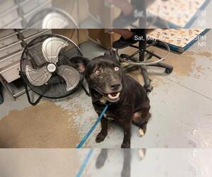 Siberian Husky-Unknown Mix Dogs for adoption in Ocala, FL, USA