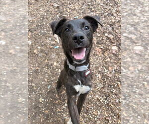 Mountain Cur-Unknown Mix Dogs for adoption in Boston, MA, USA
