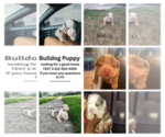 Small Photo #4 Olde Bulldog Puppy For Sale in CHICAGO HEIGHTS, IL, USA