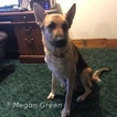 Small Photo #1 German Shepherd Dog-Great Dane Mix Puppy For Sale in ROGERSVILLE, MO, USA