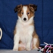 Small #2 Shetland Sheepdog