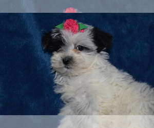 Maltipoo-Unknown Mix Puppy for sale in BARNESVILLE, KS, USA