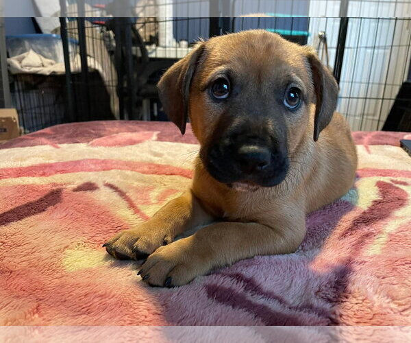 Medium Photo #9 Labrador Retriever-Unknown Mix Puppy For Sale in Derwood, MD, USA