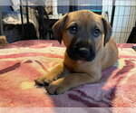 Small #8 Labrador Retriever Mix
