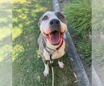 Small #4 American Staffordshire Terrier